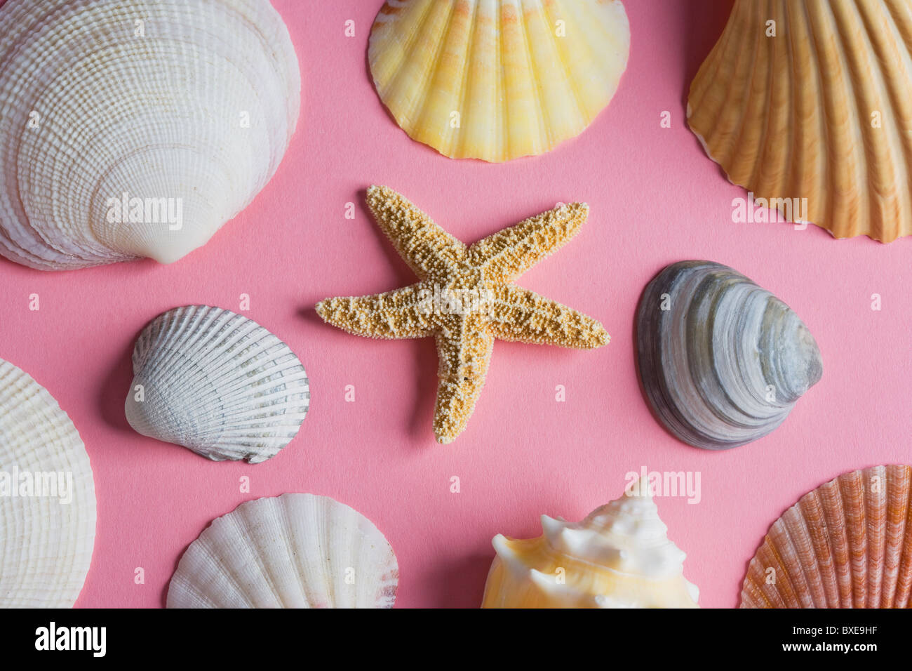 Sea shells Stock Photo