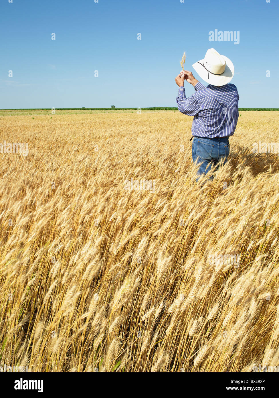 Farmer standing in wheat field Stock Photo - Alamy