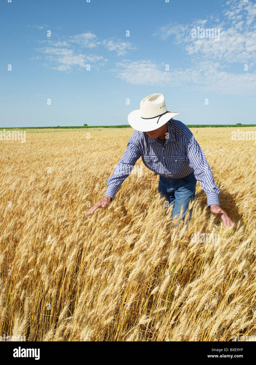Farmer standing in wheat field Stock Photo - Alamy