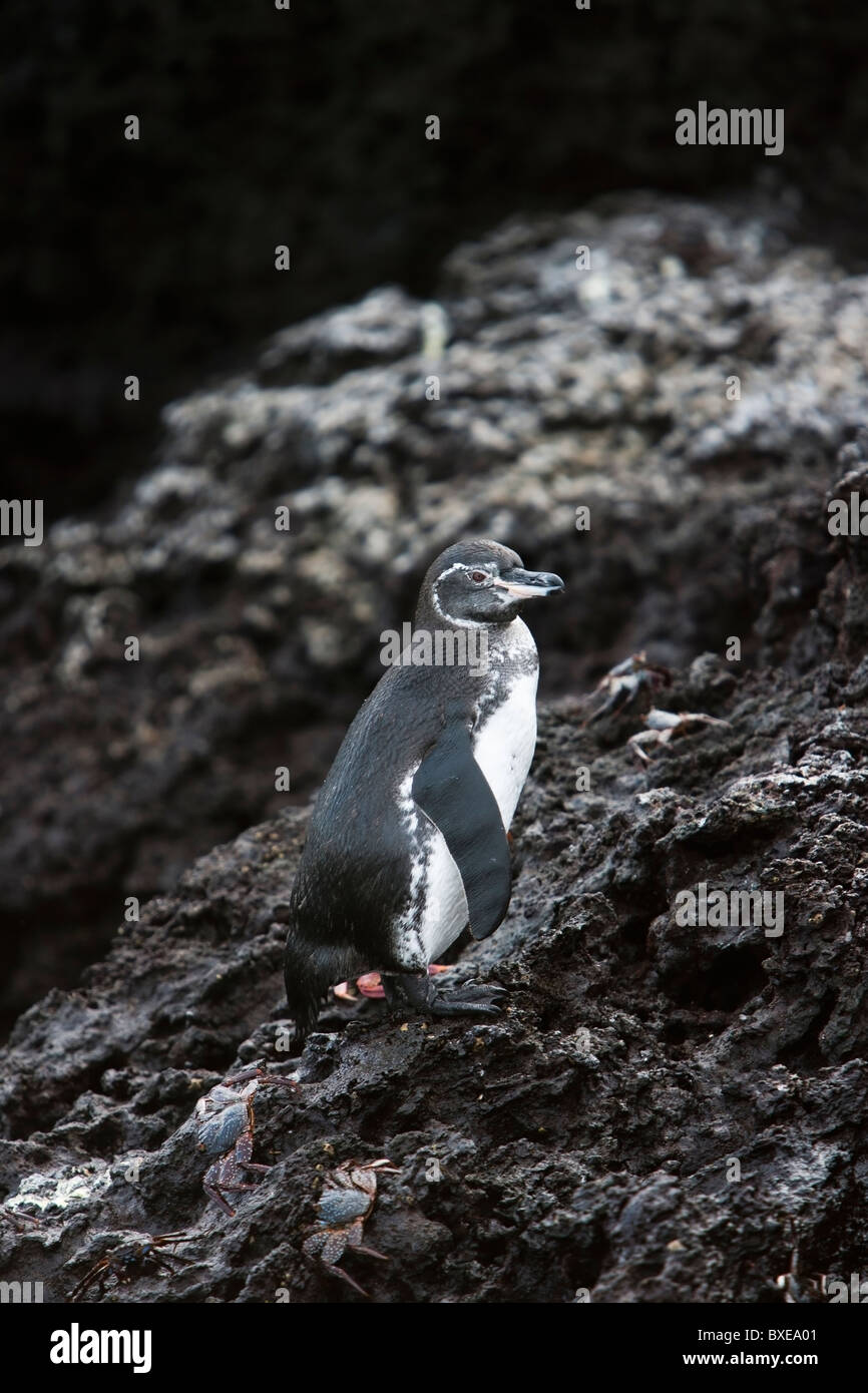 Galapagos Penguin (Spheniscus mendiculus) and Sally Lightfoot Crabs (Grapsus grapsus) on Isabela Island, Galapagos. Stock Photo