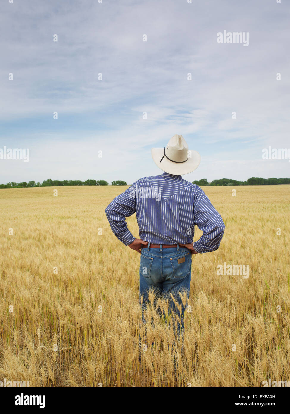 Farmer standing in wheat field Stock Photo - Alamy