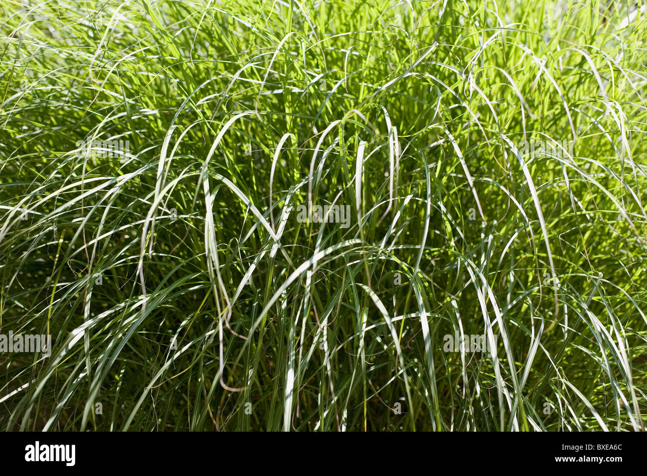 Tall green grass Stock Photo Alamy