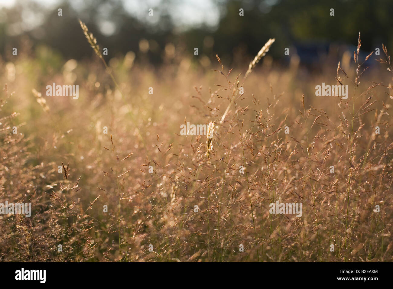 Golden tall grass hi-res stock photography and images - Alamy