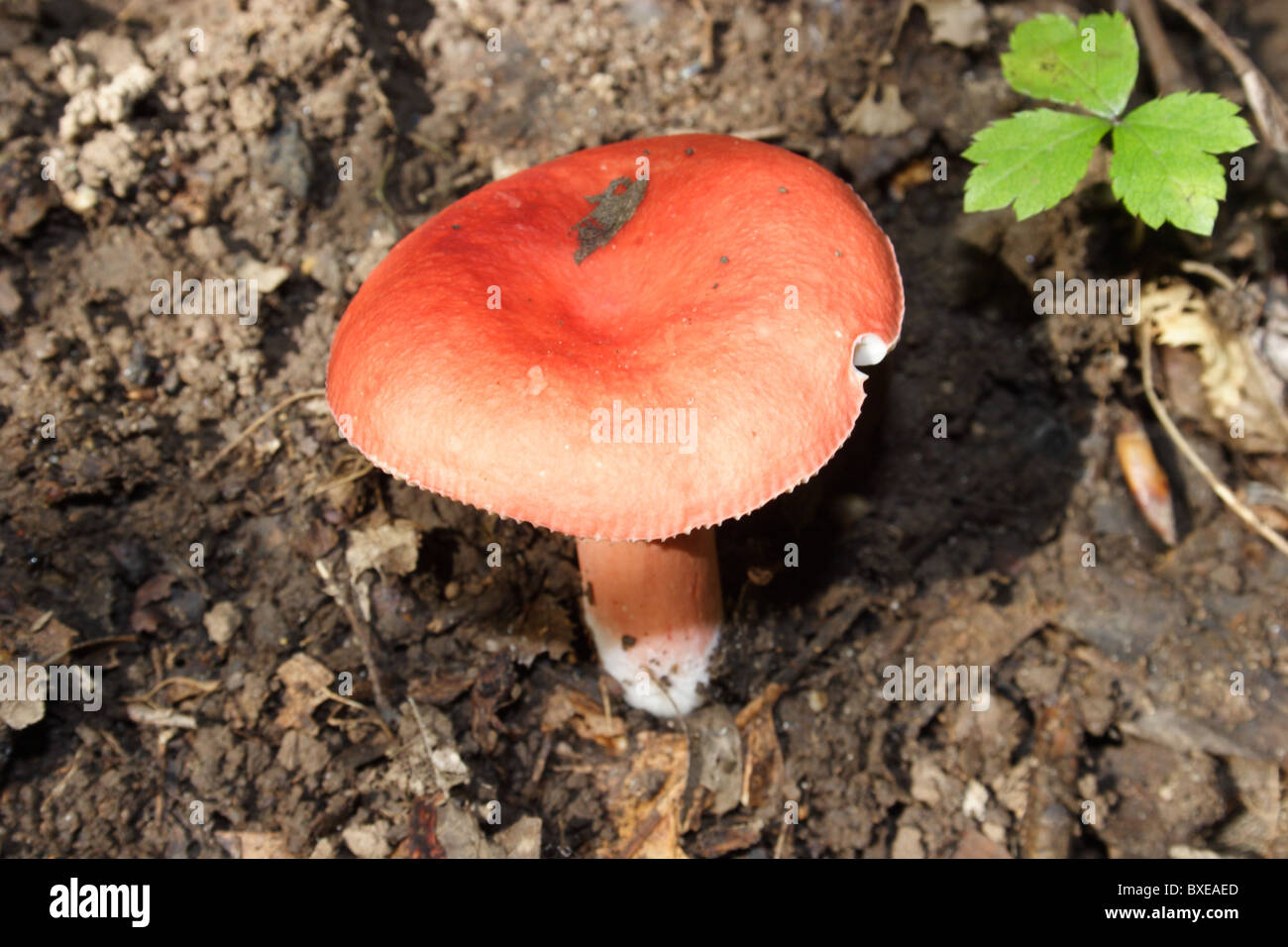Russula rosacea mushroom growing in deciduous forest. Midlothian, Virginia Stock Photo