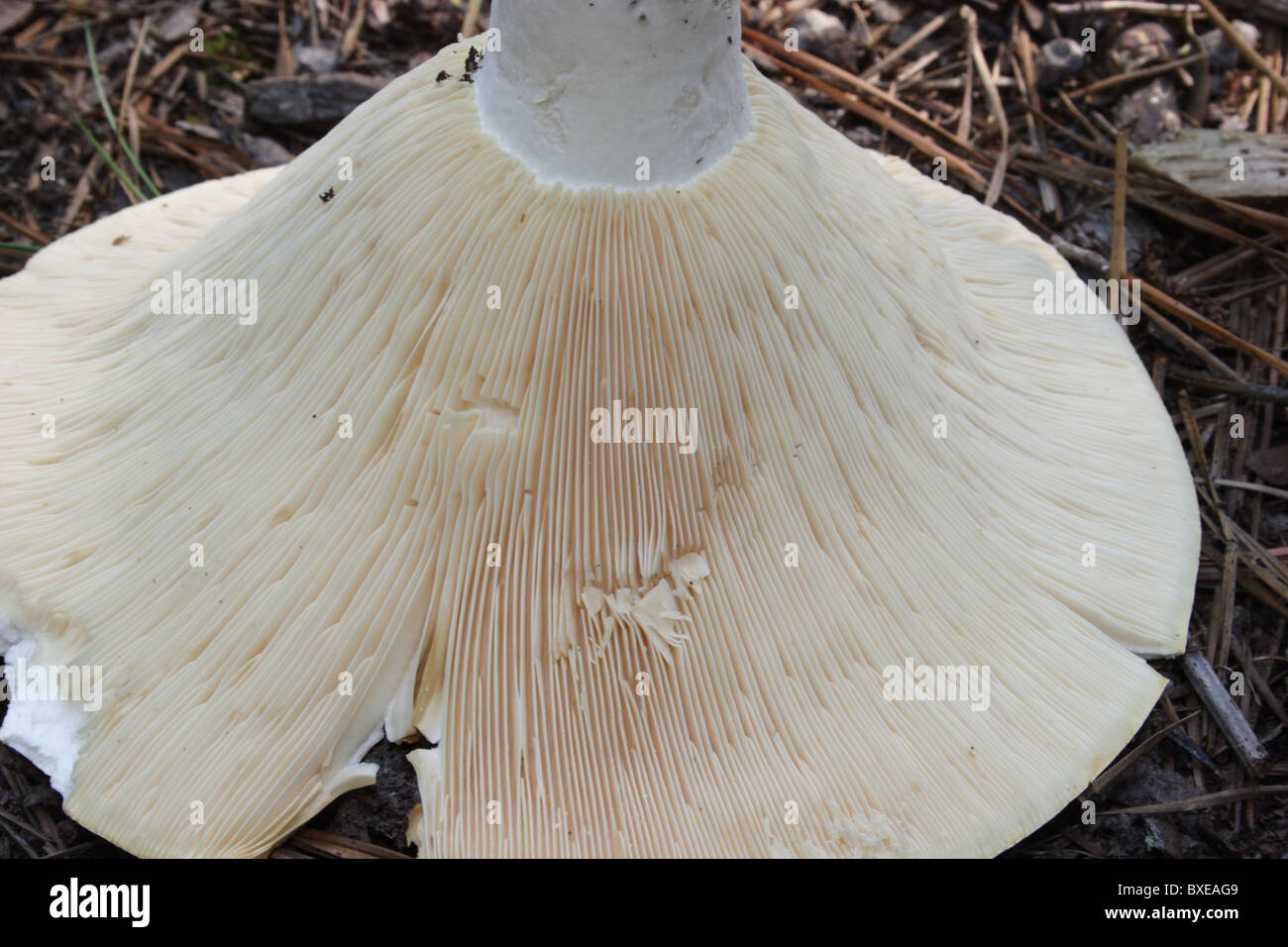 Giant Clitocybe mushroom found growing in pine forest. Midlothian, Virginia Stock Photo
