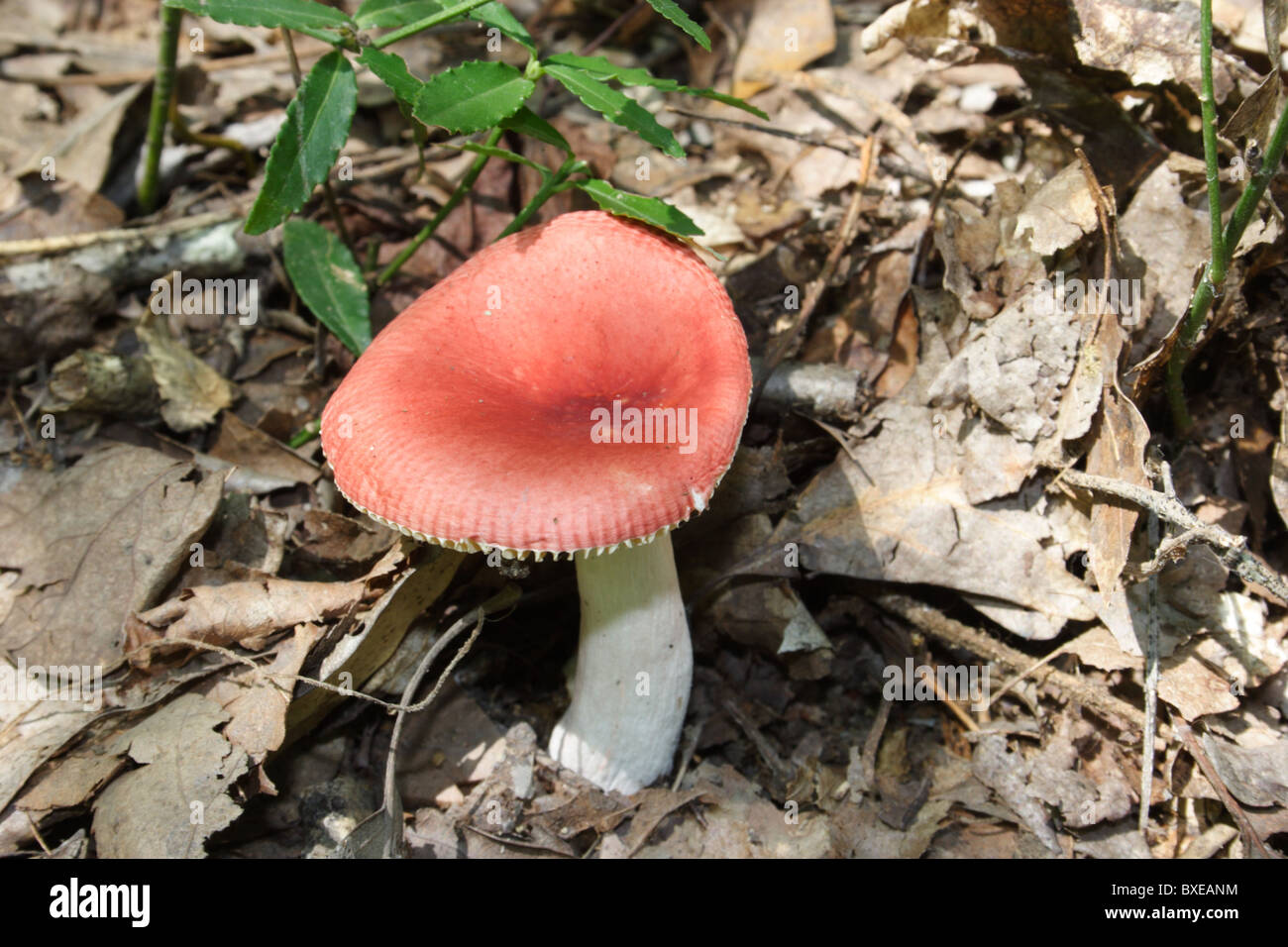 Russula mushroom growing in deciduous forest. Midlothian, Virginia