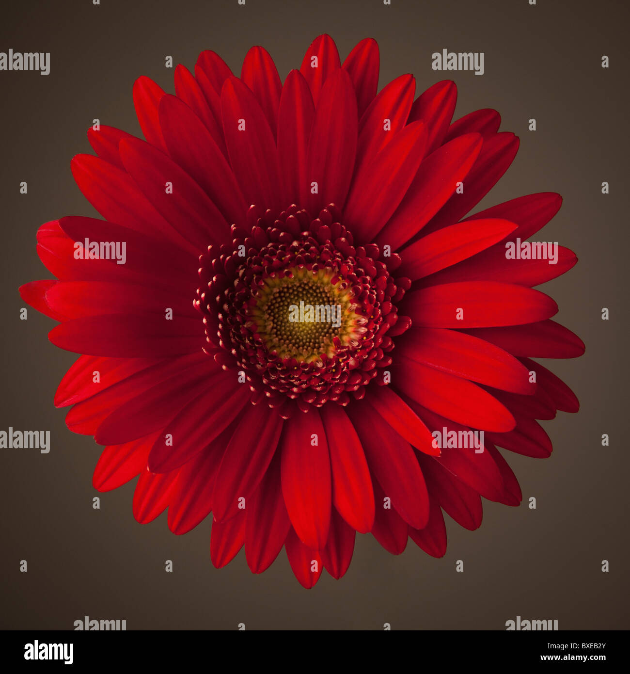 Red gerbera daisy Stock Photo