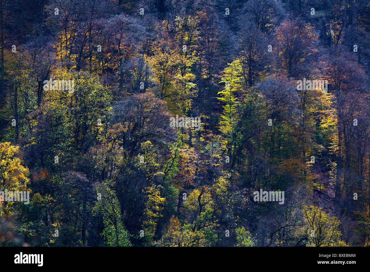 Aerial view autumn forest hi-res stock photography and images - Alamy