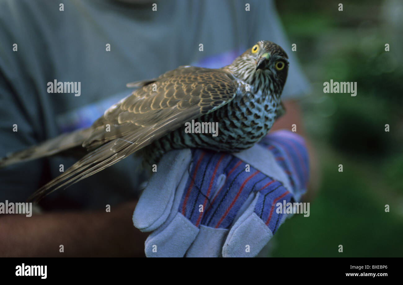 old man with a sparrow hawk in his hand, sparrow hawk getting treatment for a damaged wing Stock Photo