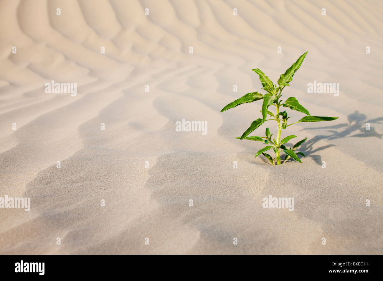 Plants growing in sand hires stock photography and images Alamy