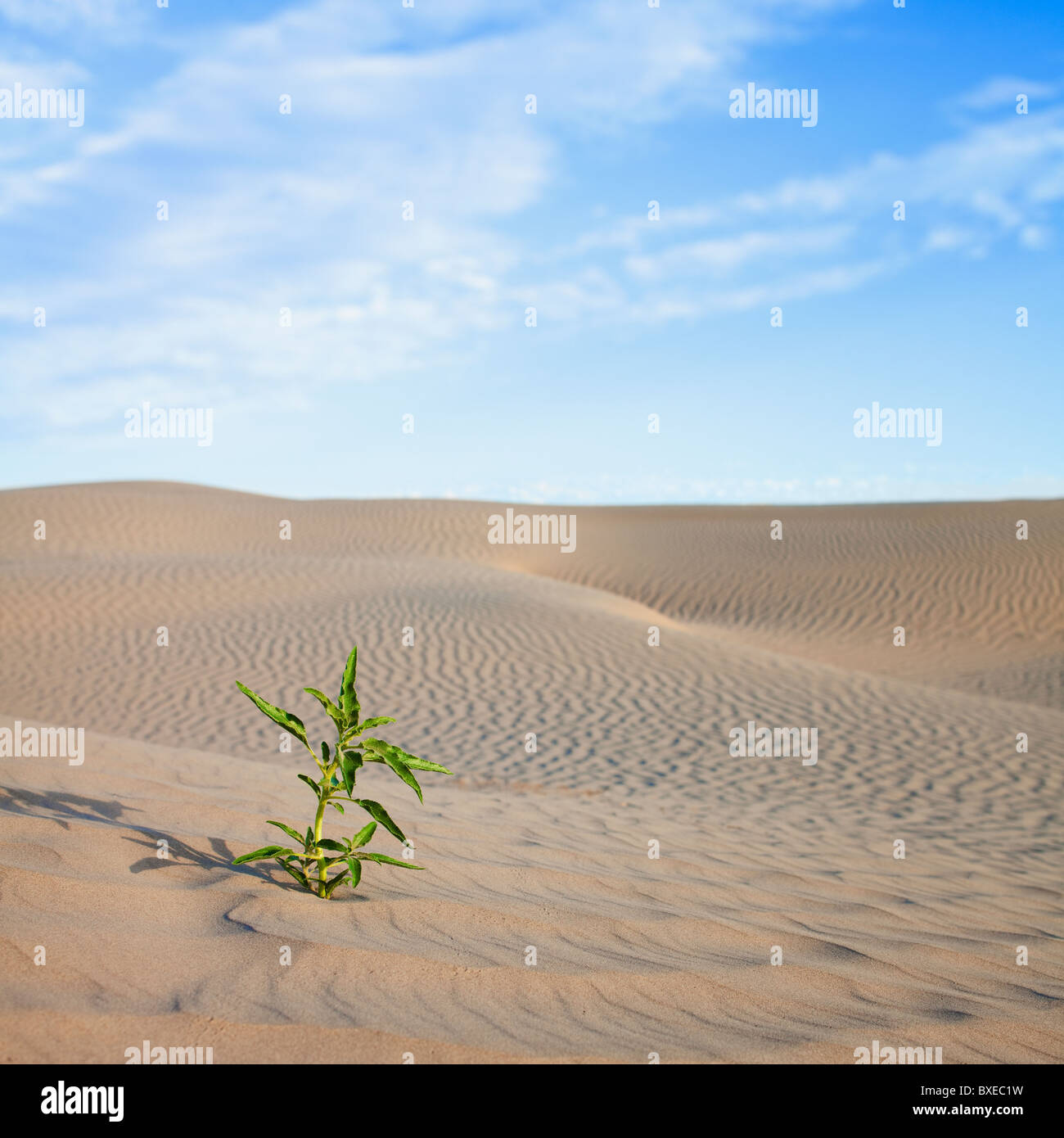 Plant growing in desert sand Stock Photo Alamy
