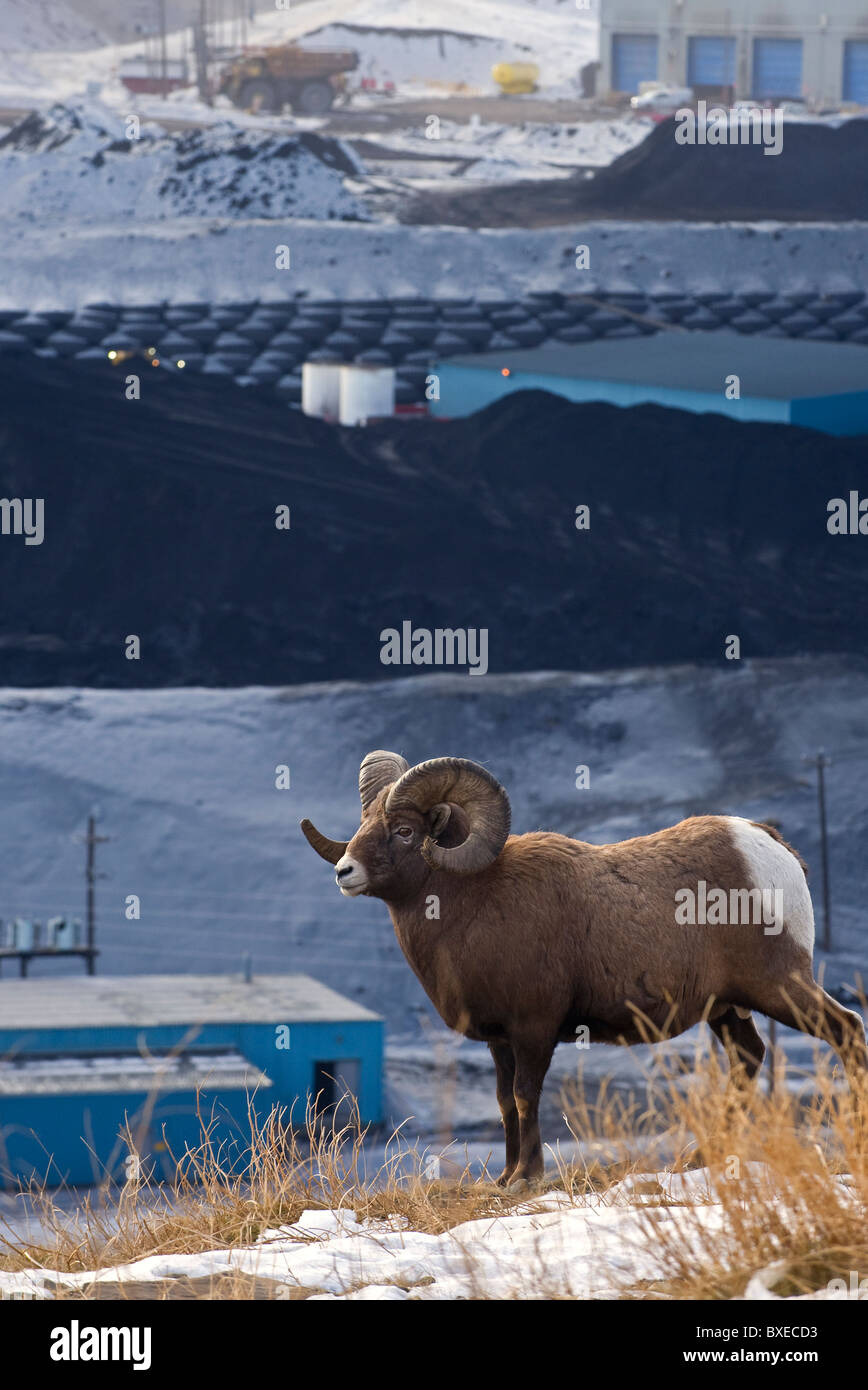 A vertical image of an adult Bighorn Sheep walking along a ridge overlooking a coal mine processing plant. Stock Photo