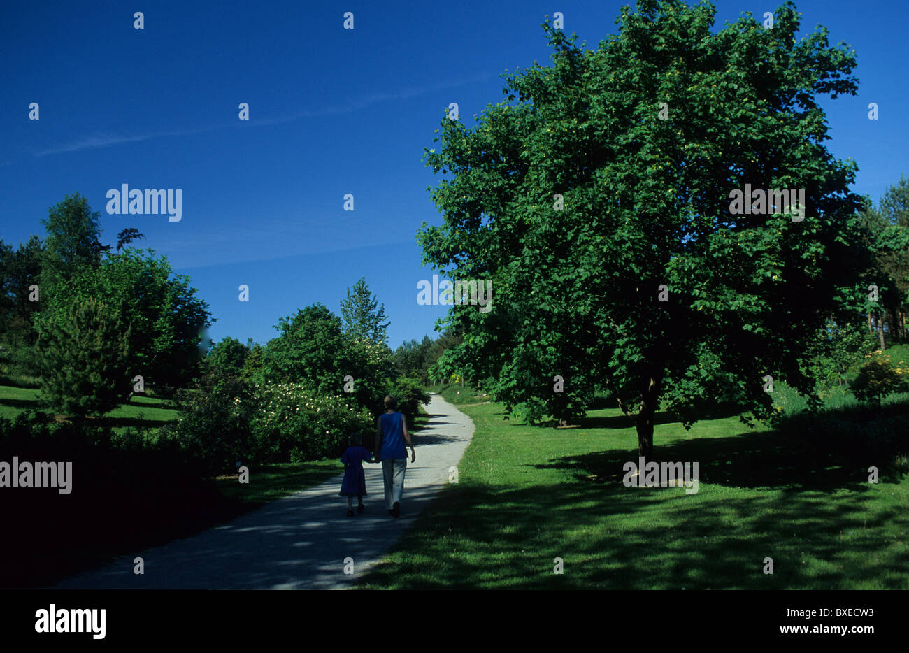 rogaland-arboretum-rhododendron-garden-plants-tree-summer-blue
