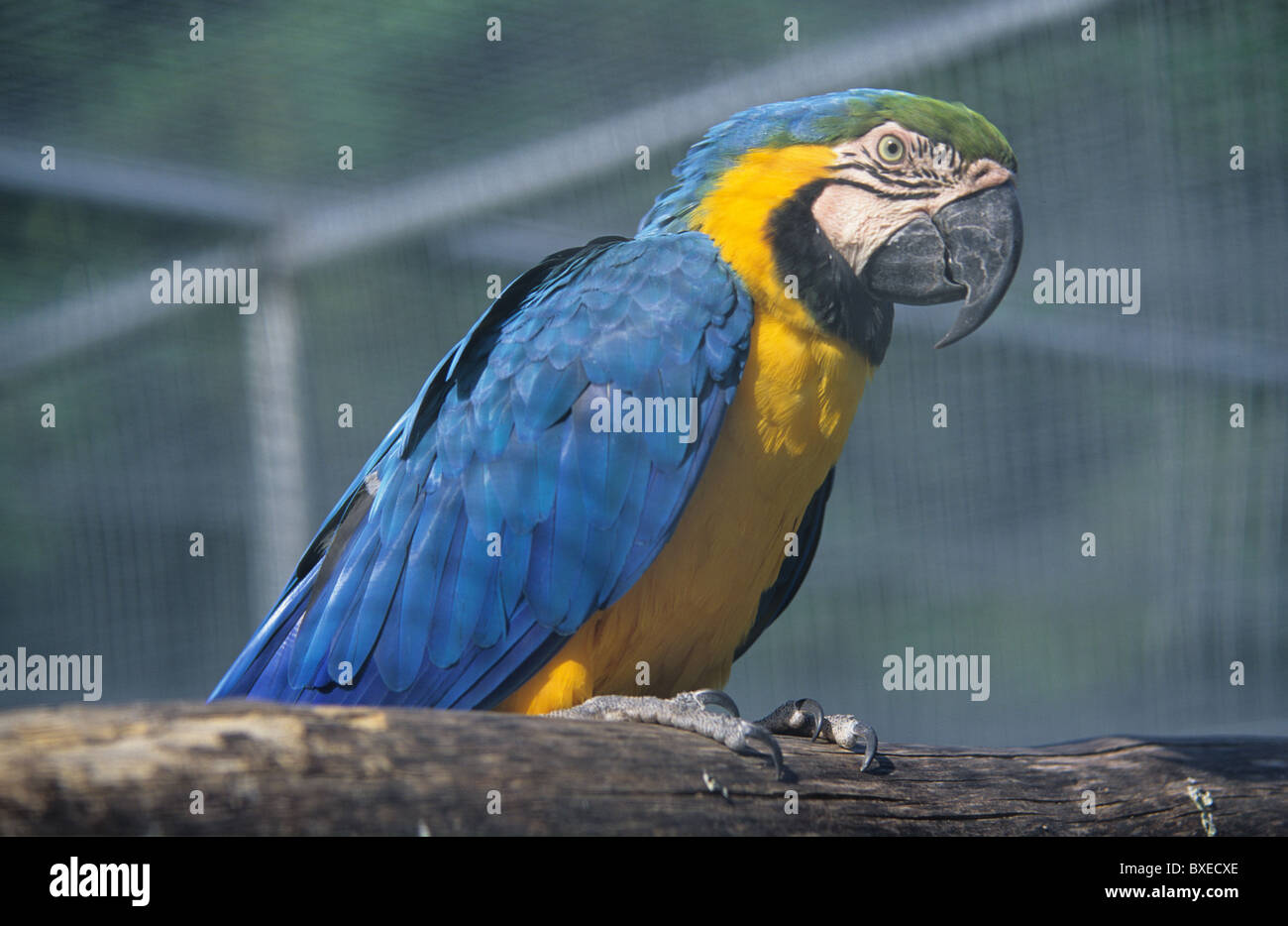 Parrot in a cage Stock Photo Alamy