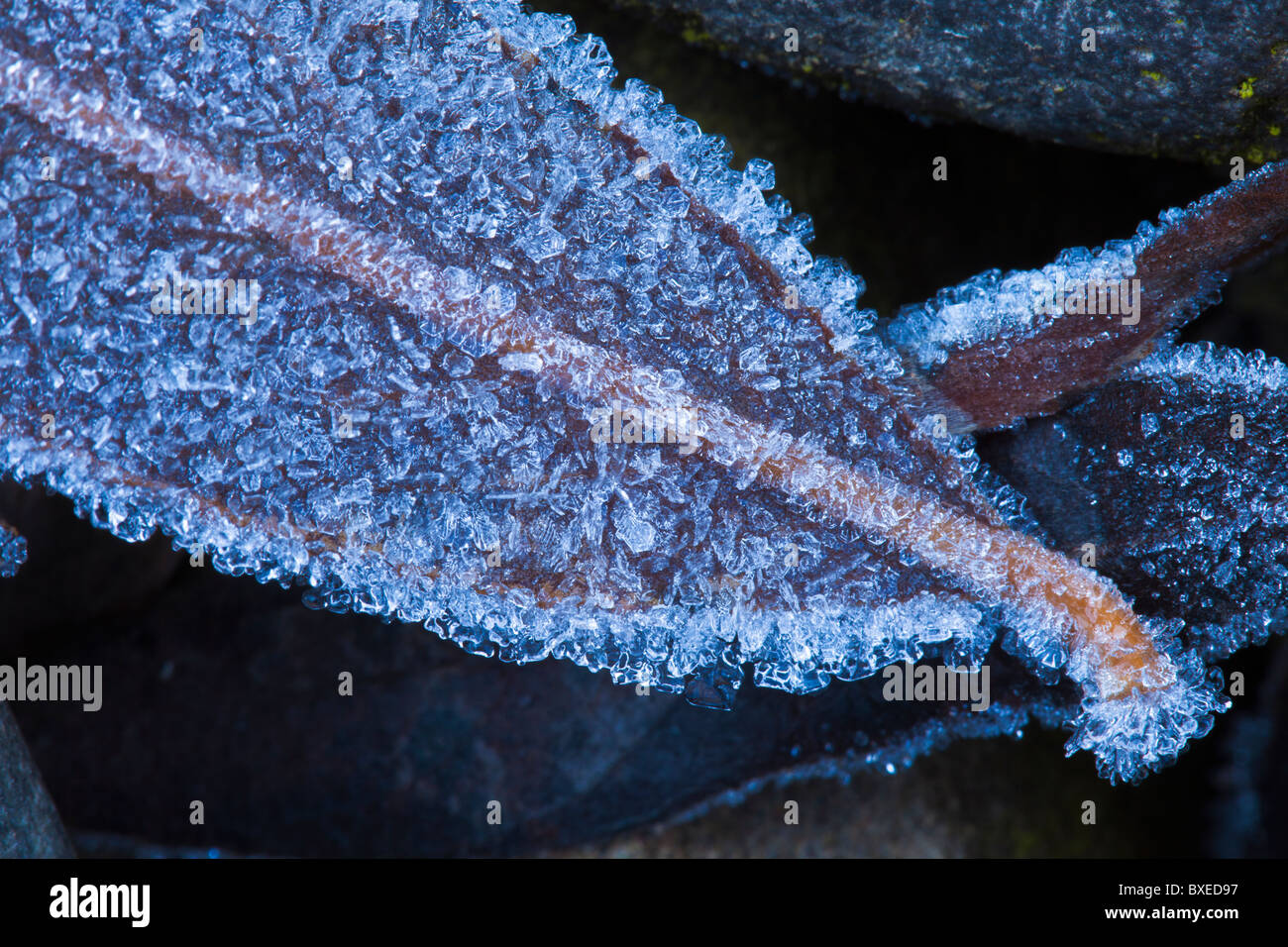 Frosted red leaf hires stock photography and images Alamy