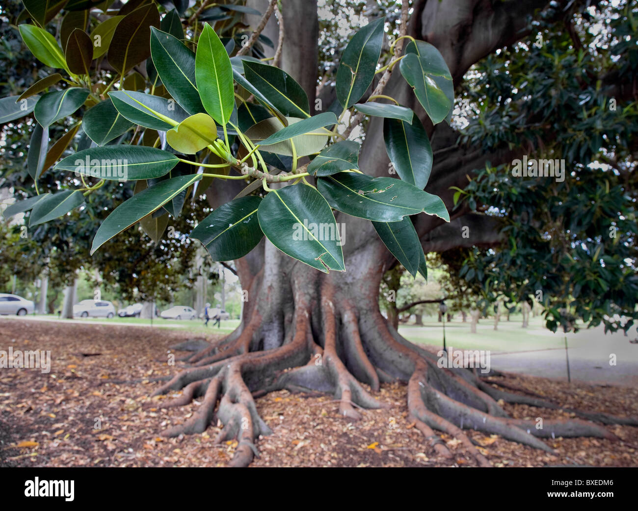 Fig Tree Stock Photos Fig Tree Stock Images Alamy - 