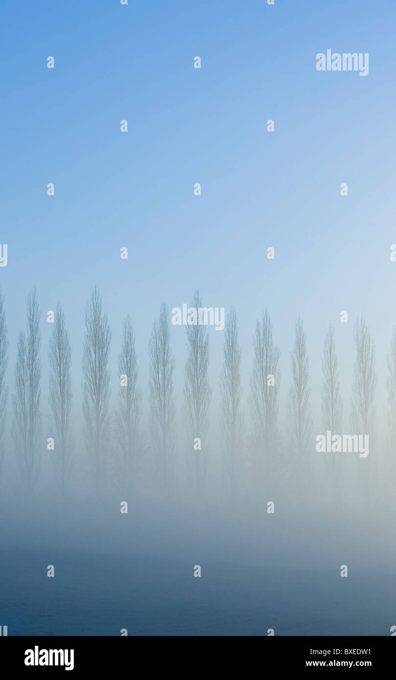 Fog surrounds poplar trees on a blue frosty morning in East Hoathly, East Sussex, UK. Picture Jim Holden Stock Photo