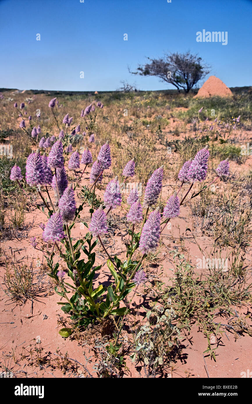 Mulla mulla flower hi-res stock photography and images - Alamy