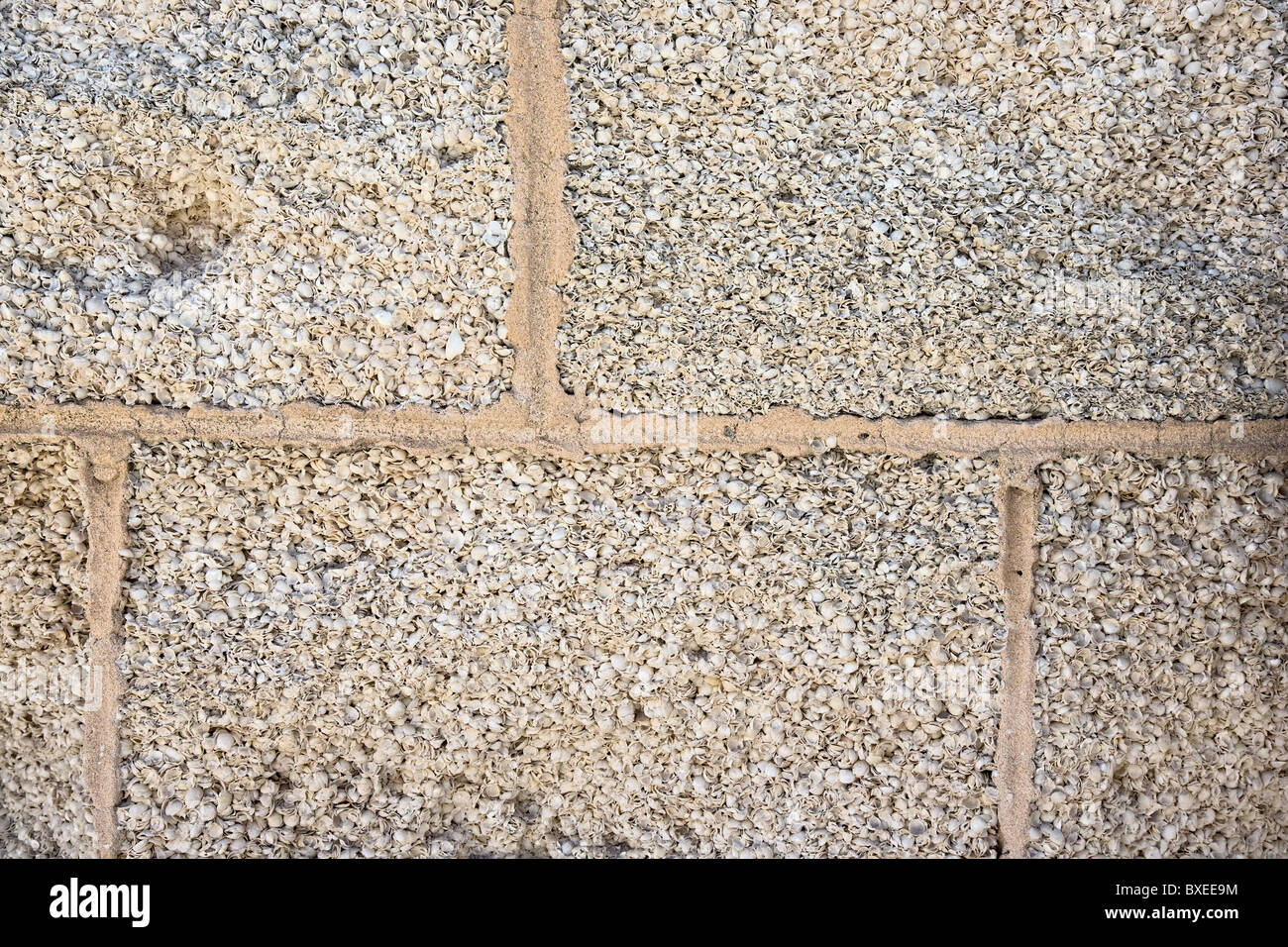 Detail of wall built from shell blocks of  a compacted mass of white bivalves called Hamelin cockle at Hamelin Pool W Australia Stock Photo