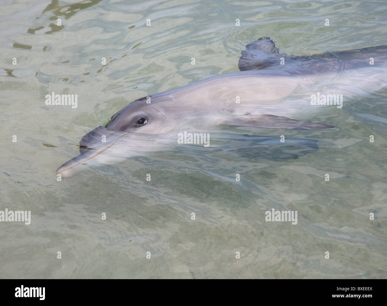 Bottlenose dolphin smiling for the camera at Monkey Mia Shark Bay in Western Australia Stock Photo