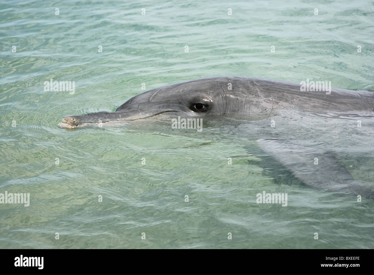 Bottlenose dolphin named Puck surfaces for a photograph at Monkey Mia Shark bay in Western Australia Stock Photo