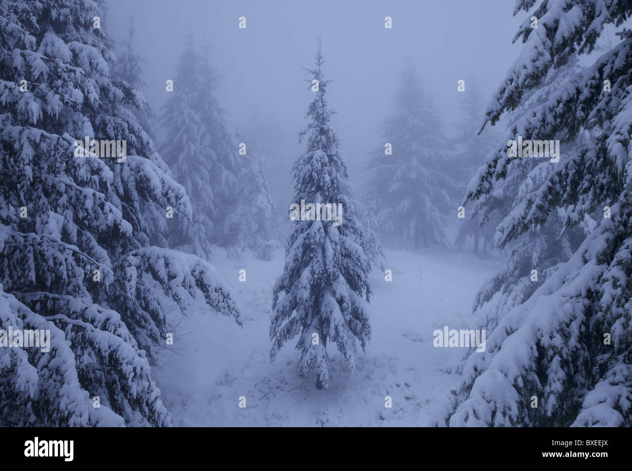 Pine trees covered with fresh snow on a foggy evening Stock Photo - Alamy