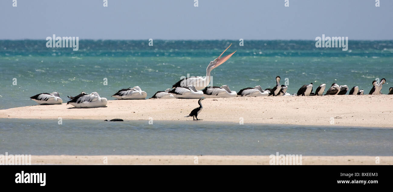 Australian Pelicans and Pied Cormorants roosting on a spit of sand at Monkey Mia Shark Bay near Denham Western Australia Stock Photo