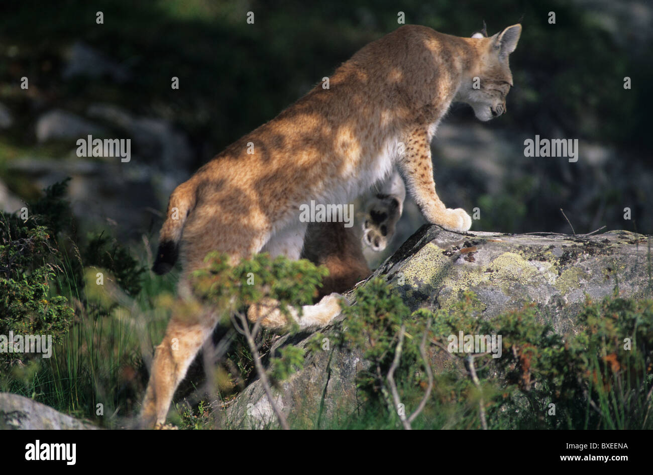 Close up picture of a lynx, nature, wildlife, lynx Stock Photo