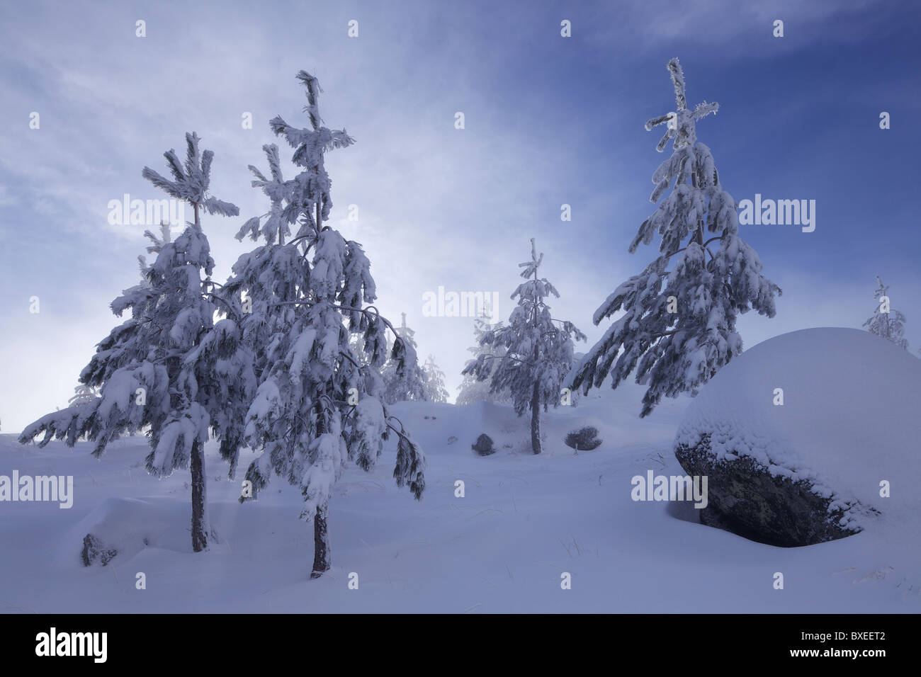 Tree trees cold pine hi-res stock photography and images - Alamy