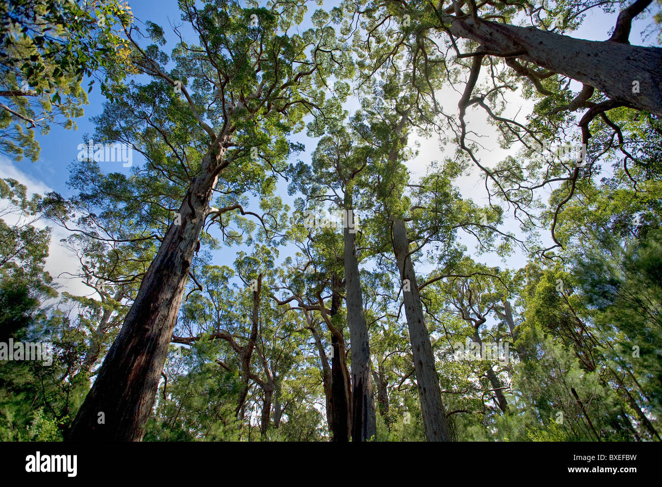 Red Tingle trees Eucalyptus jacksonii at Valley of the Giants in Walpole Nornalup national park soaring up to height of 60 metre Stock Photo