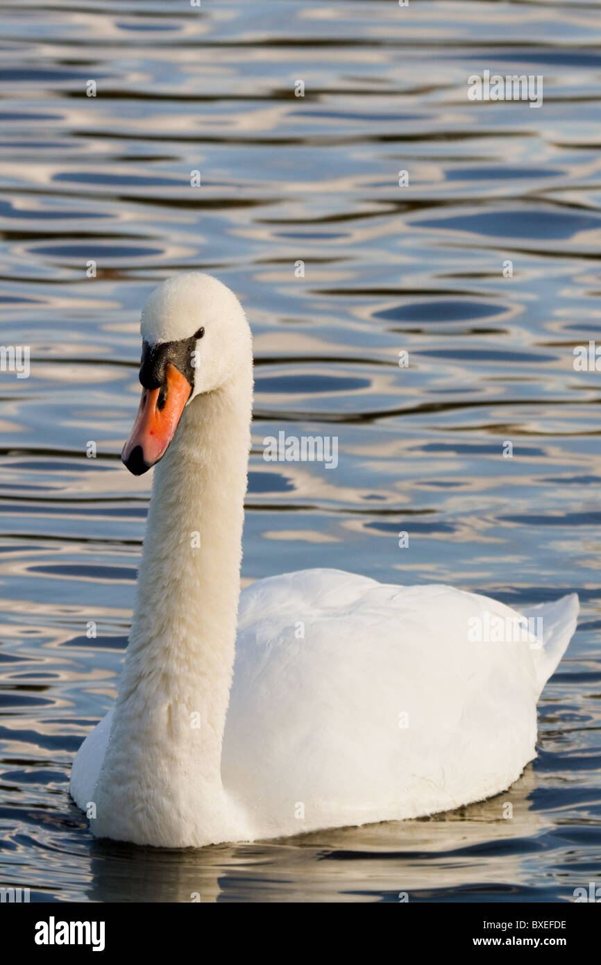 Swan swimming on the lake close up Stock Photo - Alamy