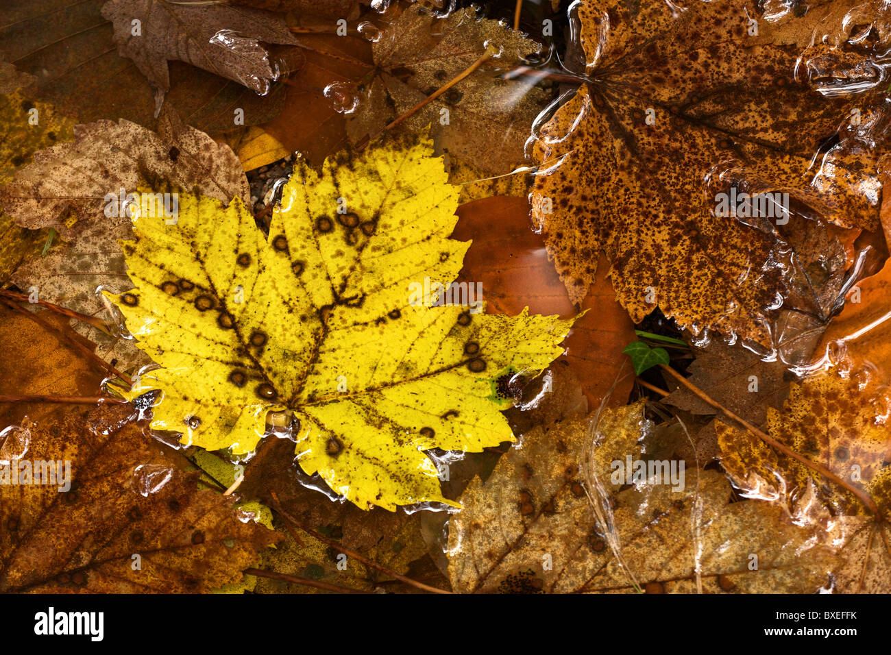 Yellow oak leaf lying on the ground Stock Photo - Alamy