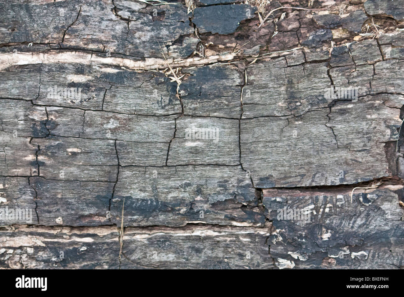 black burned wood with cracks Stock Photo Alamy
