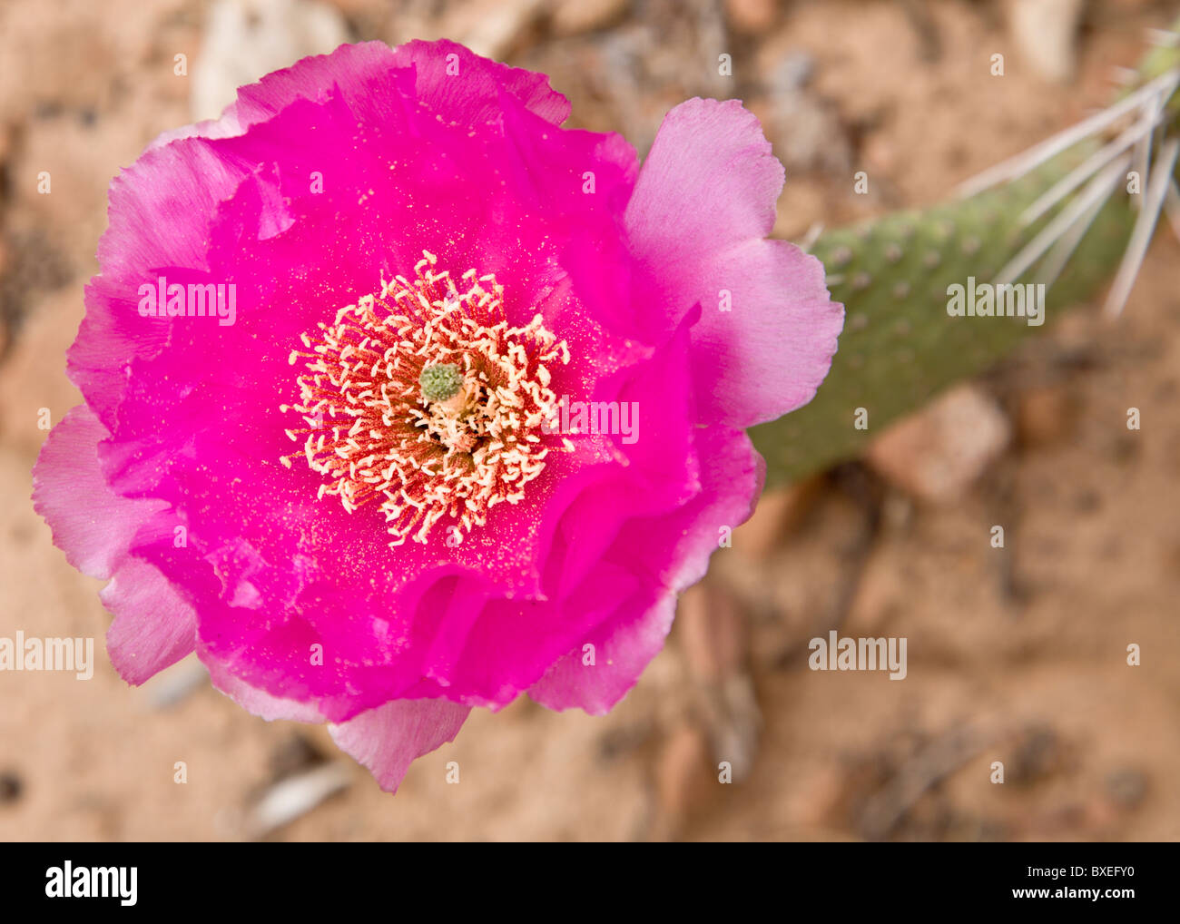 Pink cactus flower Stock Photo