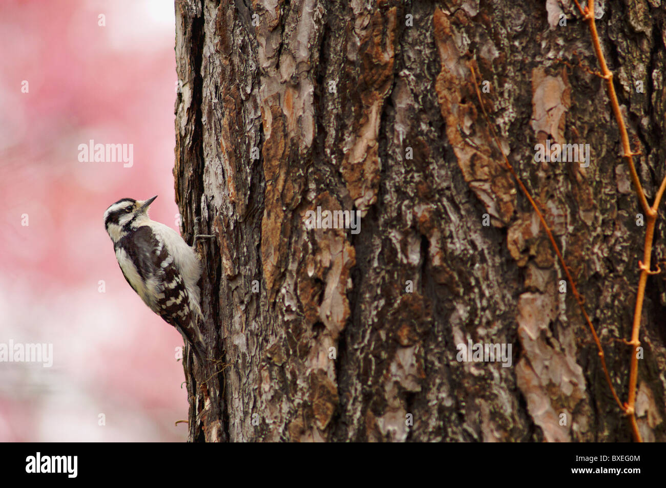 Downy woodpecker on tree Stock Photo - Alamy