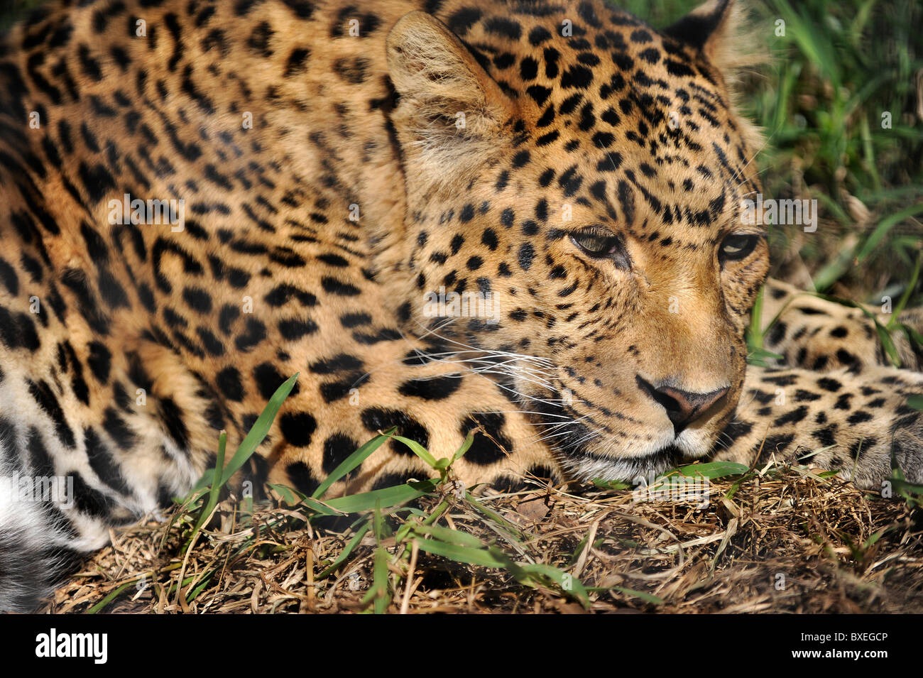 A leopard crouches, rests, sleeps in a zoo, on the savanna in Africa's jungle on safari. Tourists attraction in San Diego. Stock Photo