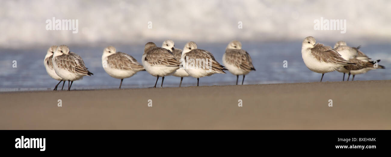 A Snowy Plover flock resting along the ocean's edge. Stock Photo