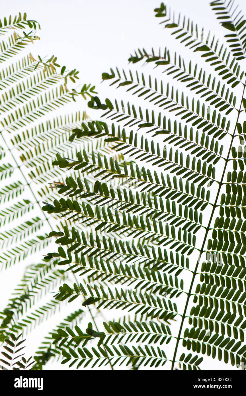 Chinese Albizia. Silktree leaf pattern against white. India Stock Photo