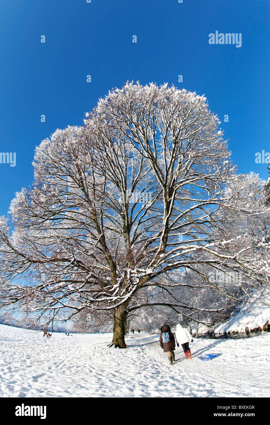 Snow covered trees against blue sky and sunshine with two walkers and sled sledge Stock Photo