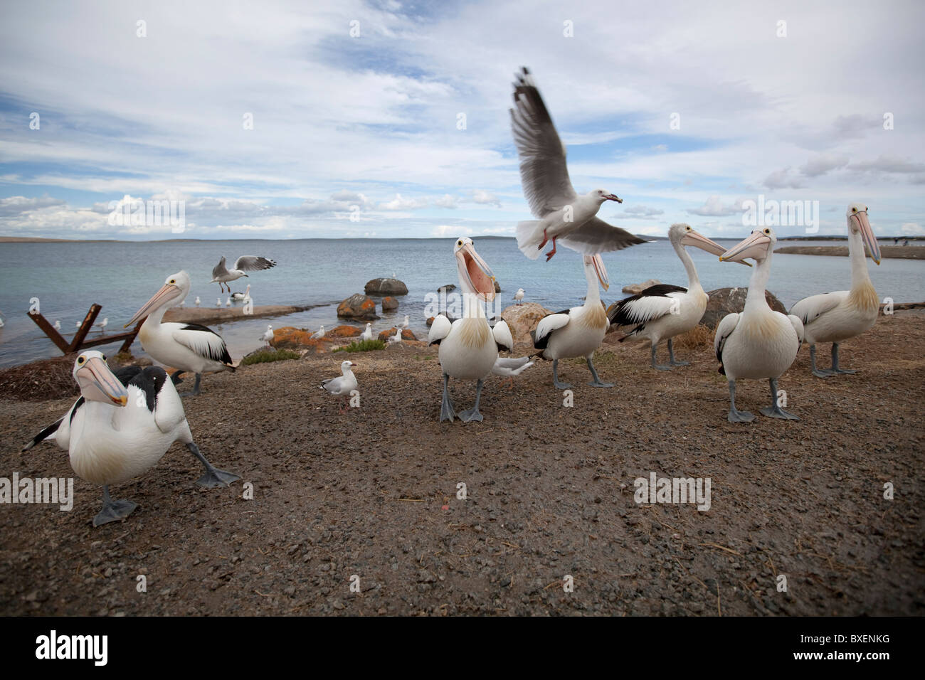 bird stealing food from pelicans Stock Photo Alamy