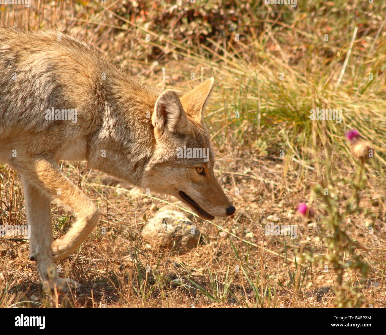 A Coyote skulking along in Wyoming. Stock Photo
