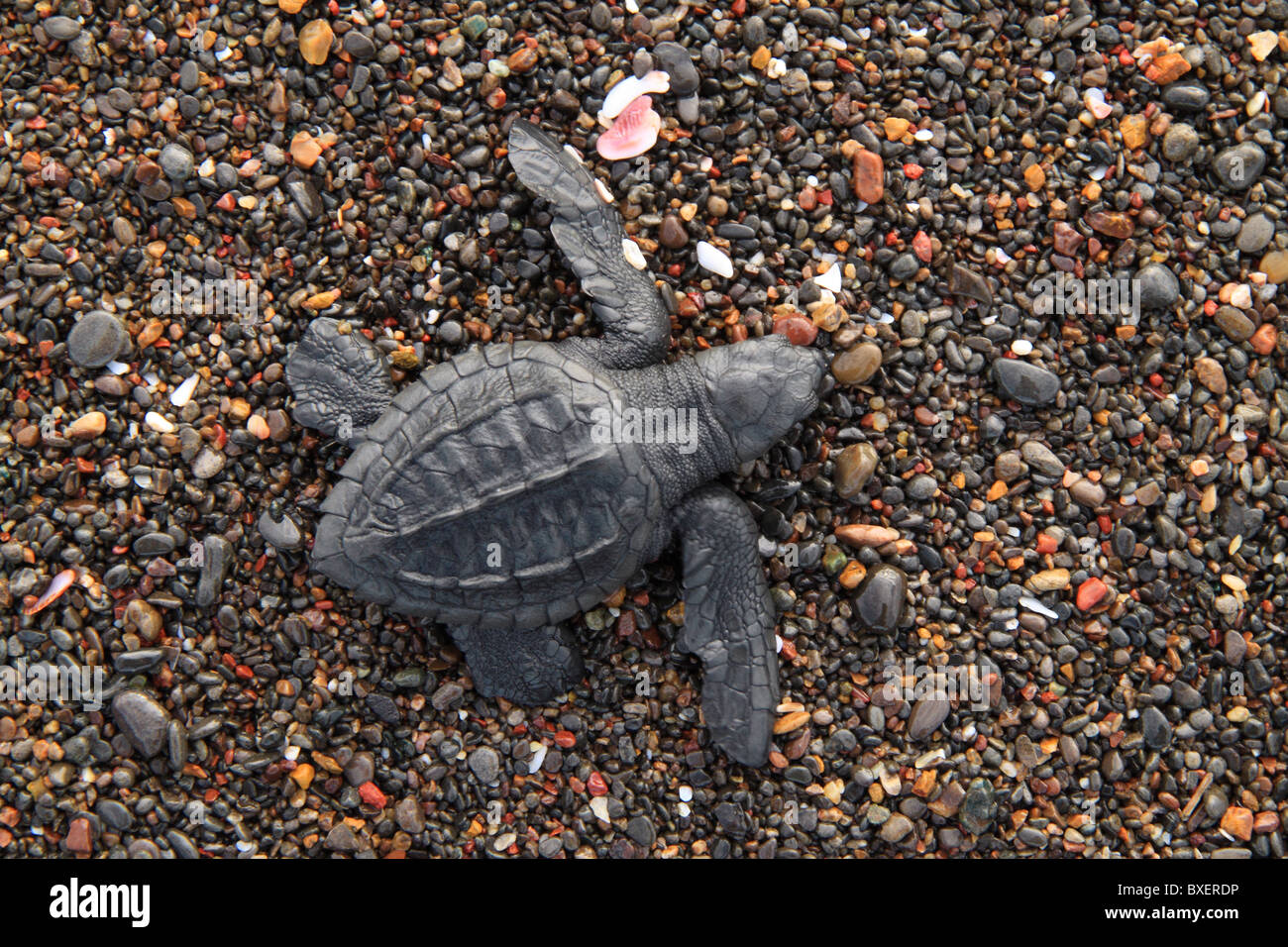 Olive Ridley Turtle hatchling (Lepidochelys olivacea) Stock Photo