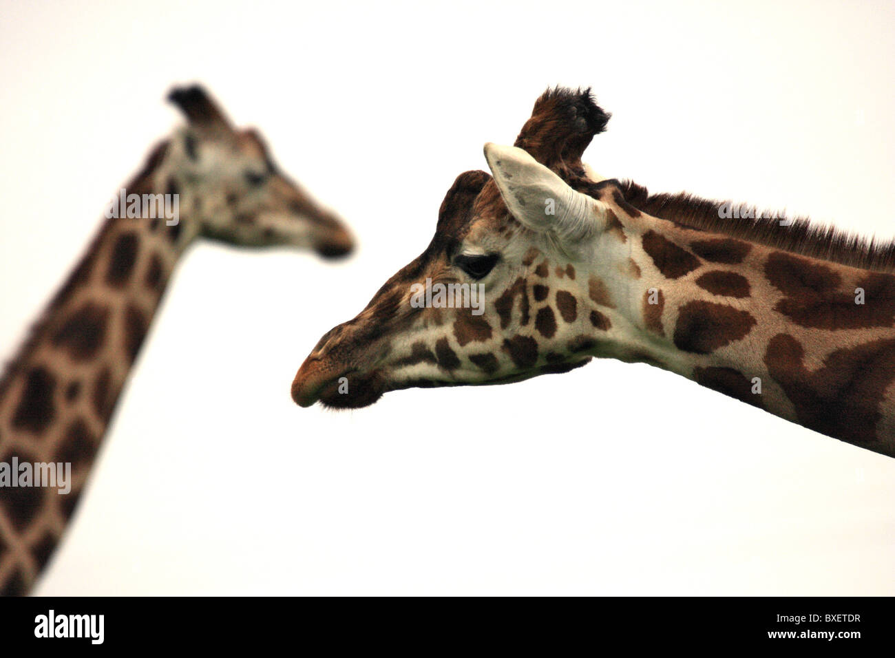 Head and neck of two giraffes hi-res stock photography and images - Alamy
