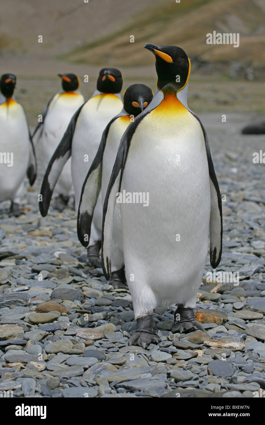 [King Penguins] [Aptenodytes patagonicus] walking in single file on stony beach at [Fontana Bay], [South Georgia] Stock Photo