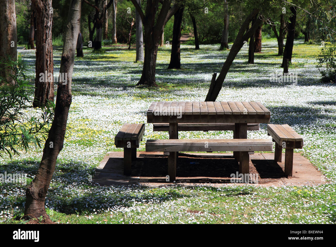 Picnic table among trees and white flowers in Tower Hill National Park, Victoria, Australia Stock Photo