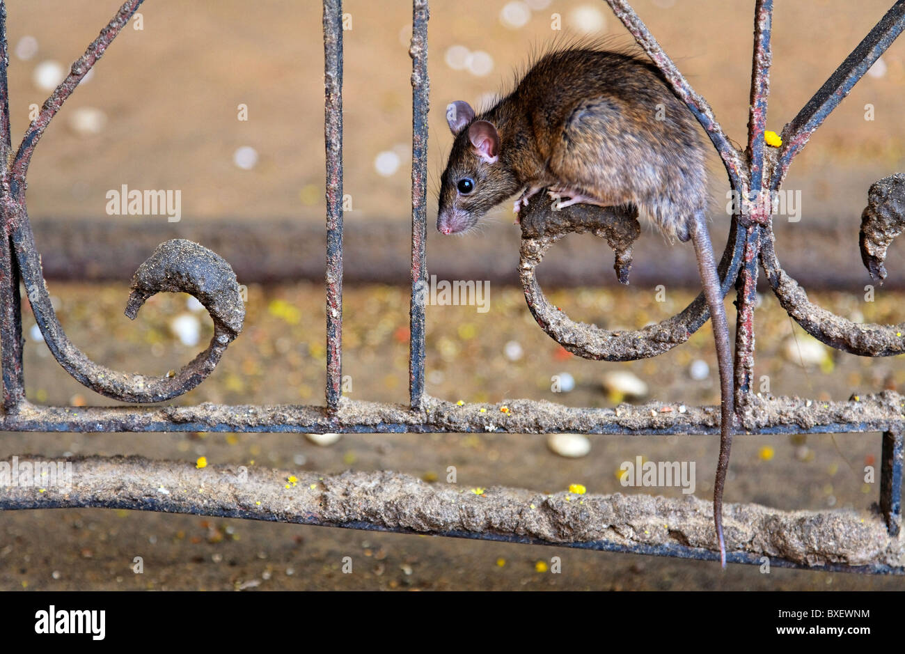 India - Rajasthan - Deshnok - rats at the Karni Mata temple Stock Photo