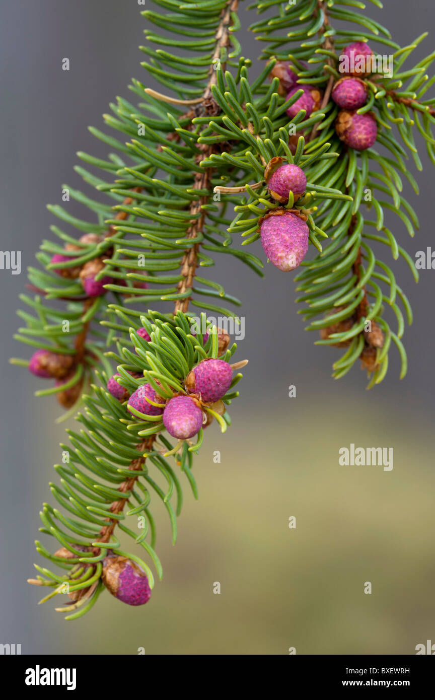 Noble Fir (Abies procera), male flowers Stock Photo
