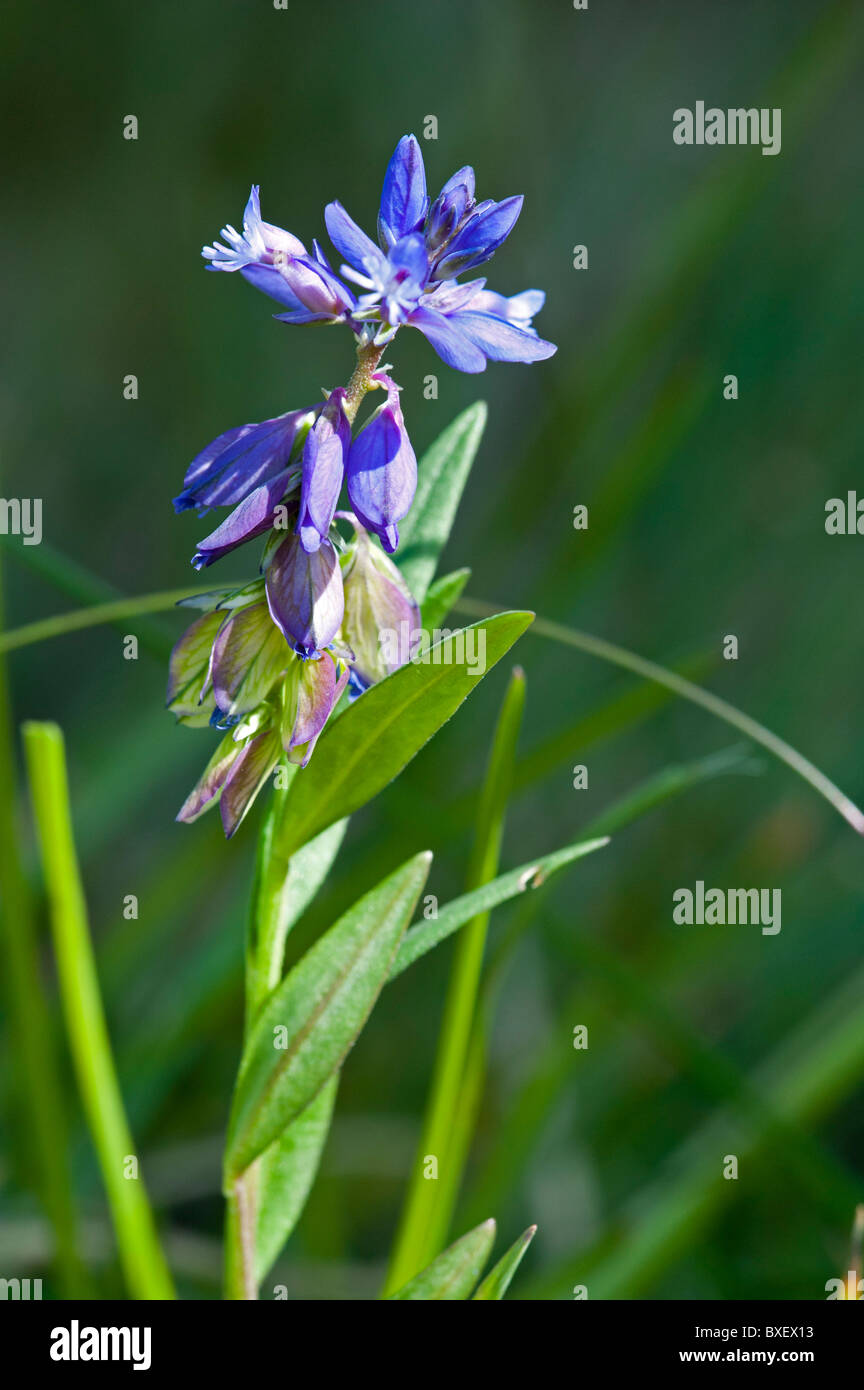Common Milkwort (Polygala vulgaris), flower detail Stock Photo