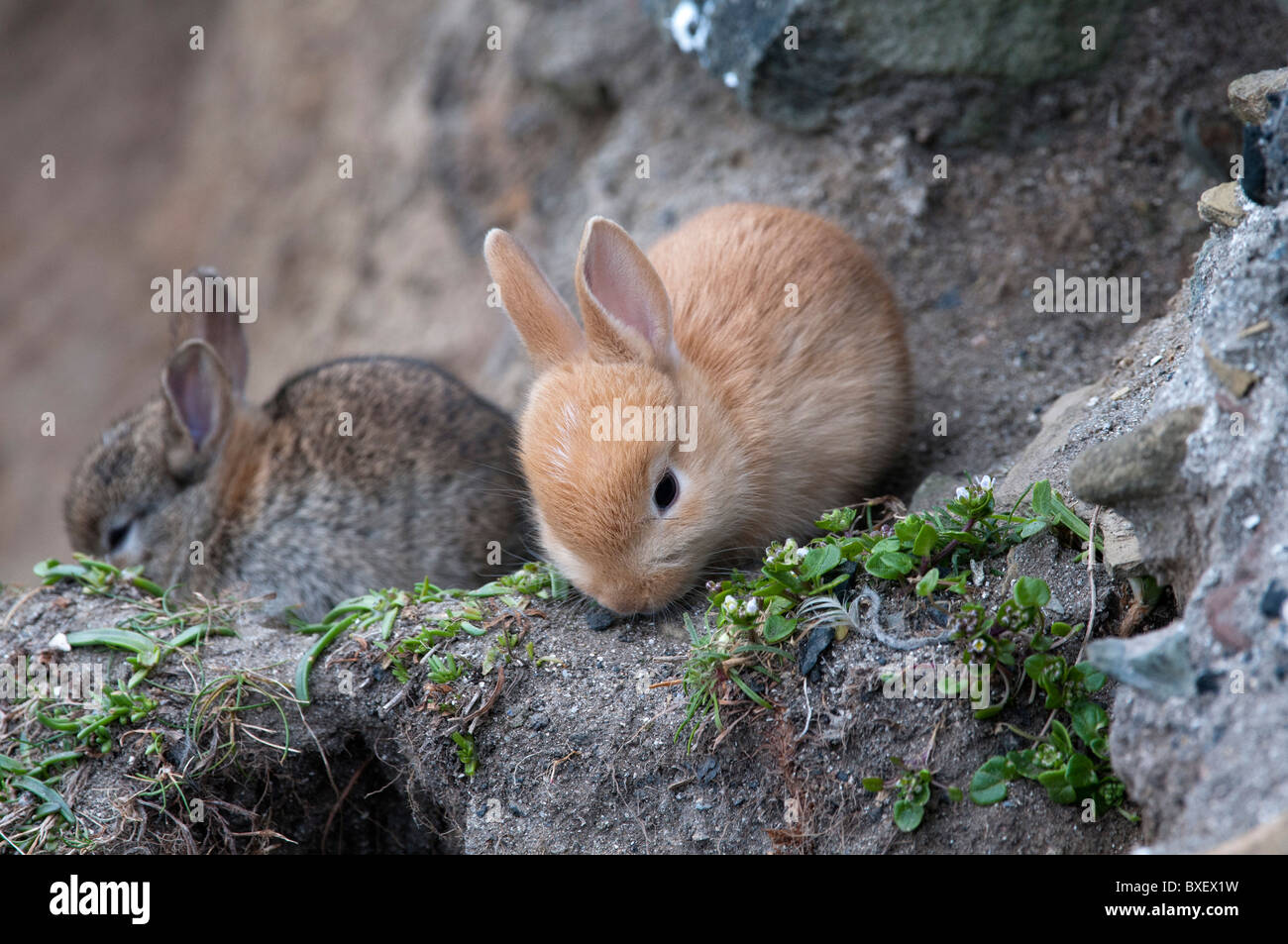 Rabbit (Oryctolagus ciniculus), young Stock Photo - Alamy