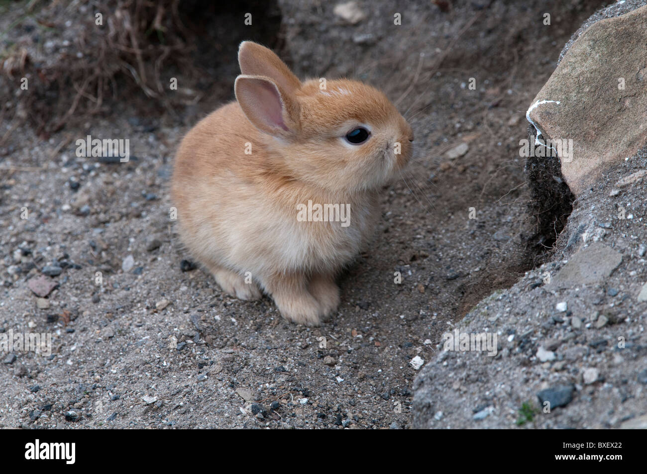 Rabbit (Oryctolagus ciniculus), young Stock Photo - Alamy